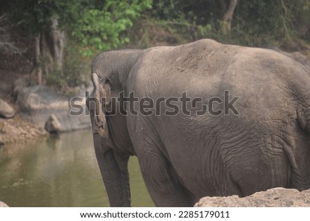 Elephant, largest living land animal, characterized by its long trunk, columnar legs, ... Wild Animals Photography, Lion Photography,
