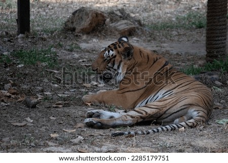 Tiger at Bannerghatta national park Bangalore standing in the zoo. forest Wildlife sanctuaries in Karnataka India