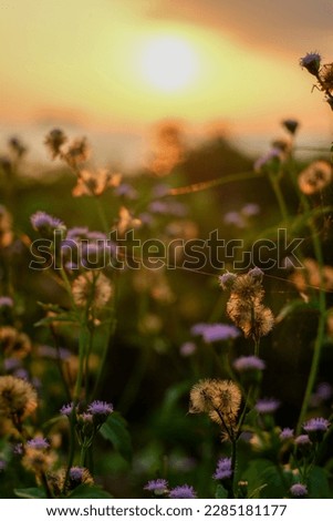 a bunch of flower during sunset