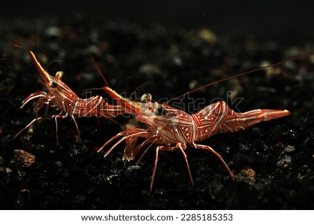 Camel or hingebeak shrimp (Rhynchocinetes durbanensis)