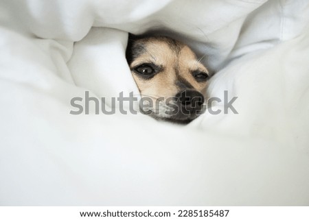 dog sleep, little cute pet lies in bed under a blanket, pet comfort, comfortable sleep and rest