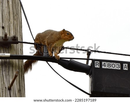 A squirrel traveling on the power lines