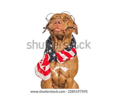 Cute puppy, glasses, American Flag and pen. Business style. Closeup, indoors. Day light, studio photo. Isolated background. Concept of care, education, training and raising pet