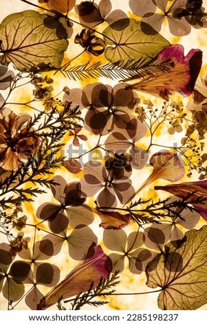 dried flowers and leaves closeup