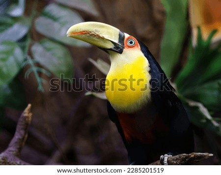 Green billed Toucan on branch