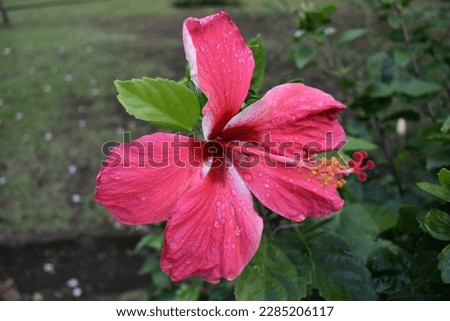 Vibrant pink hibiscus flower with yellow pistils. Hibiscus is a genus of flowering plants in the mallow family, Malvaceae. Hibiscus rosa-sinensis, known as Chinese hibiscus, China rose in St Vincent  