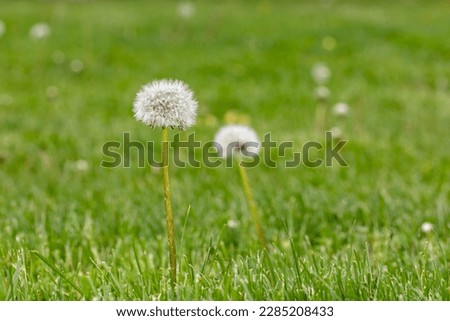 Dandelion weeds going to seed in lawn. Home lawncare, yard maintenance and weed control concept.