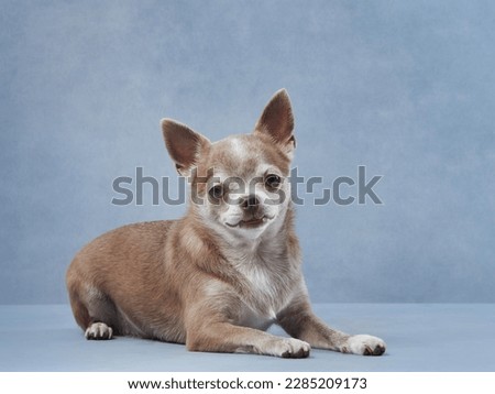 chihuahua on a blue background. Portrait of a beautiful little dog in the studio. Funny pet