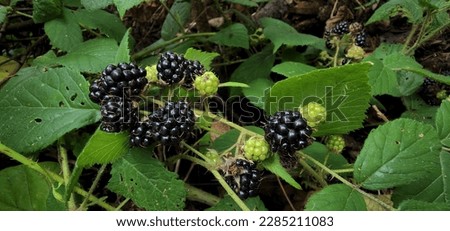 Berries of a ripe black blackberry against the background of its green leaves