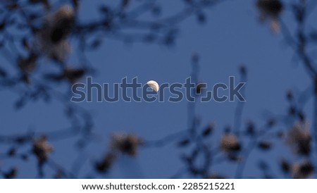 White moon lit on the background of the magnolia flowers blooming in the foreground
