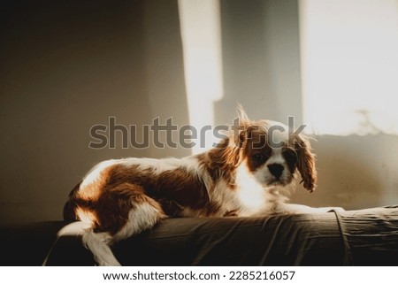 Close up portrait of a King Charles cavalier pet baby dog sleeping, watching at the camera