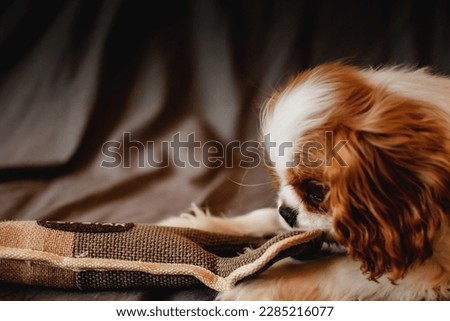 Close up portrait of a King Charles cavalier pet baby dog sleeping, watching at the camera