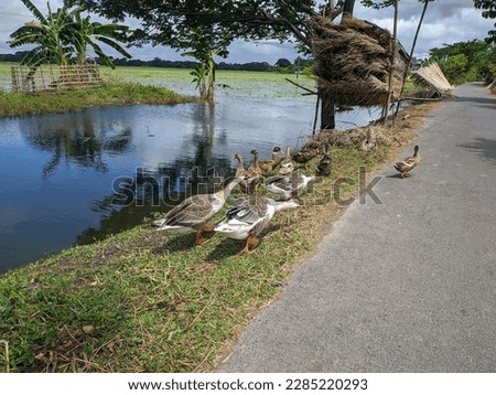 
A group of ducks on grass next to a death body of water . Picture capture 2020 in Gopalgang Bangladesh