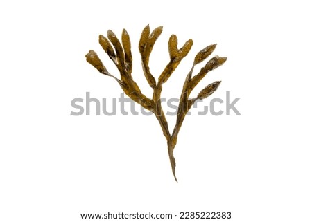 Fucus vesiculosus, bladder wrack, black tang, rockweed, sea grapes, bladder fucus, sea oak, cut weed, dyers fucus, red fucus 
or rock wrack brown seaweed isolated on white Royalty-Free Stock Photo #2285222383