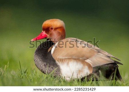 Red-crested pochard - male bird at a small pond in spring