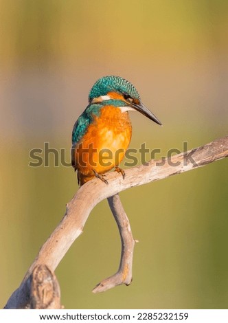 Common Kingfisher - at a wetland in summer
