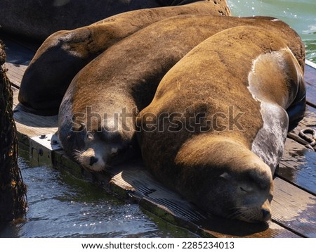 Sea lions sleeping on dock in pacific ocean
