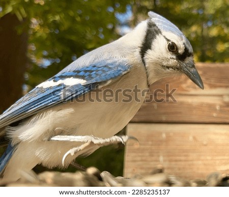 Beautiful Wildlife High Quality Bird Picture