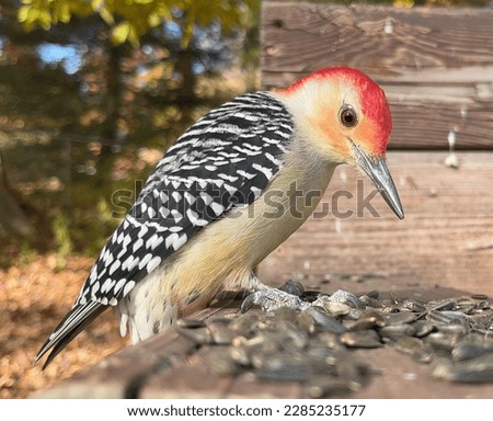 Beautiful Wildlife High Quality Bird Picture