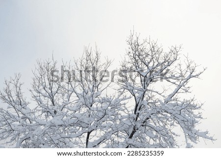 snow covered trees after snow storm