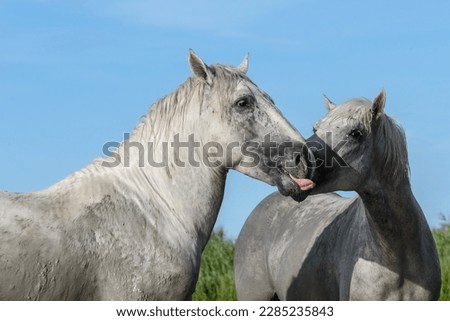 White Camargue Horses  in Parc Regional de Camargue - Provence, France Royalty-Free Stock Photo #2285235843