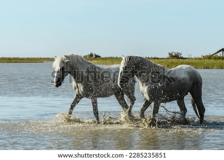 White Camargue Horses running on the beach in Parc Regional de Camargue - Provence, France Royalty-Free Stock Photo #2285235851