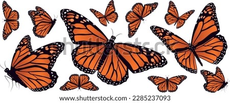 Set of beautiful orange Monarch butterfly in different poses isolated on white background