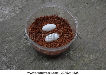 a picture of two gecko eggs on coco peat in a container