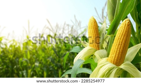 Corn cobs in corn plantation field. Royalty-Free Stock Photo #2285254977