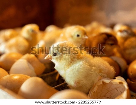 Close up of small cute newborn chick, just hatched in incubator Royalty-Free Stock Photo #2285255779