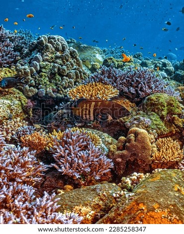 Coral reef in South Pacific off the coast of the island of Bali