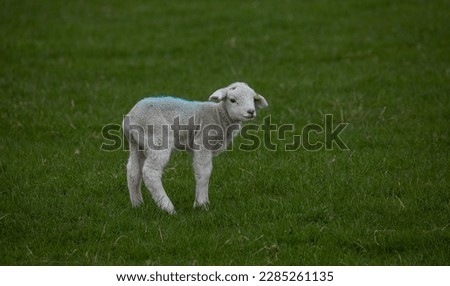 Picture of a new Spring lamb