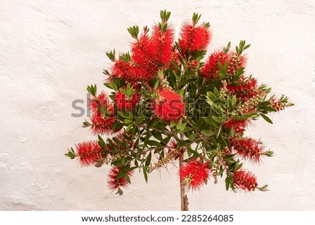 Bright red flowers of a bottlebrush tree in Europe. Royalty-Free Stock Photo #2285264085