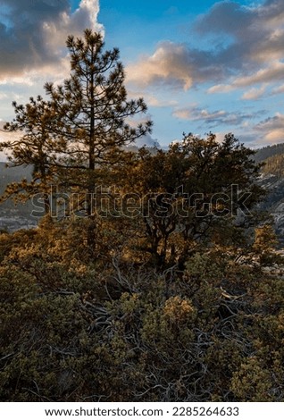 Shrubery including Manzanita grows along side Highway 41, Yosemite National Park, Mariposa County, California