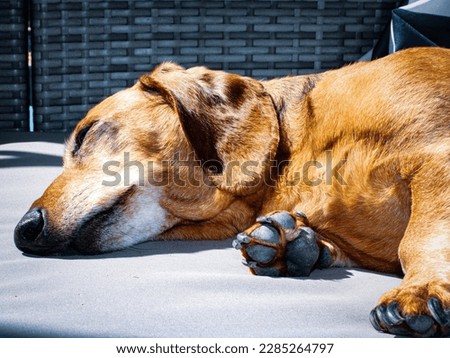 cute and snuggly dachshund cuddler