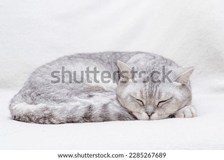 scottish straight cat is sleeping. Close-up of the muzzle of a sleeping cat with closed eyes. Against the backdrop of a light blanket. Favorite pets, cat food.