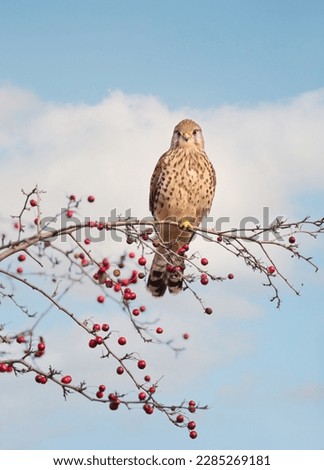 Close up of a common kestrel perched on a tree branch with red berries, England.