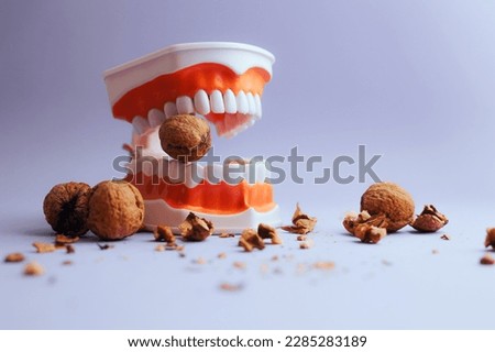 
Denture Medical Model Biting into Hard Walnut Cracking the Shells. Strong teeth concept image of nut cracking healthy implants 
