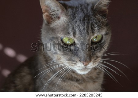 Tabby, gray cat looking up