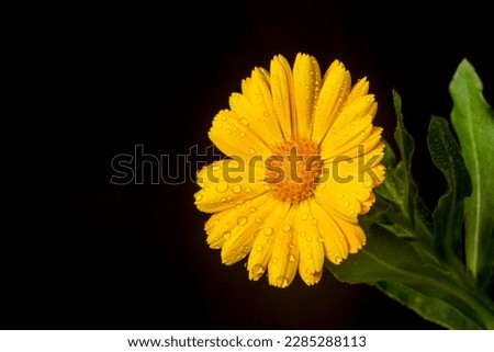 Calendula. Marigold flower with leaves isolated on black background