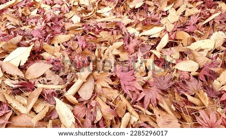 It is a picture of autumn leaves falling on the floor, showing seasonal characteristics, so it is good to use for autumn-like products or editing designs.