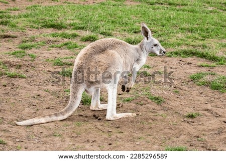 The Red kangaroo (Macropus rufus), which is the largest of all kangaroos, the largest terrestrial mammal native to Australia, and the largest extant marsupial.  Royalty-Free Stock Photo #2285296589