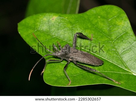 Leaf-footed bug (Acanthocephala terminalis) on an oak leaf at night. Native species to the USA.