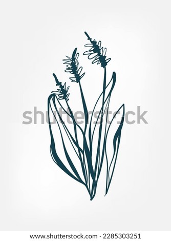 grass wild plant flower grass vector line art elegant isolated clip art isolated