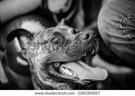 Black and white photography. Lifestyle photography with dog. Healthy habits. Walking pets. Activities outside with pets. Pet Photography. 