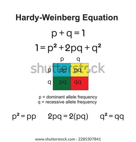 The hardy-weinberg principle, also known as the hardy weinberg equilibrium, model,theorem, or law explains that allele and genotype frequencies in a population will remain constant from generation to Royalty-Free Stock Photo #2285307841