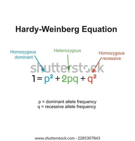 The hardy-weinberg principle, also known as the hardy weinberg equilibrium, model,theorem, or law explains that allele and genotype frequencies in a population will remain constant from generation to Royalty-Free Stock Photo #2285307843