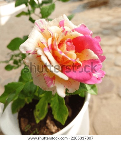 Claude Monet Rose Flower plant