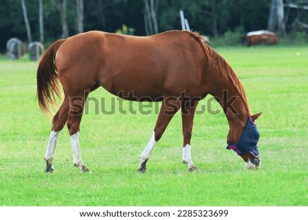 Equestrian riding club with horses hanging out eating grass.