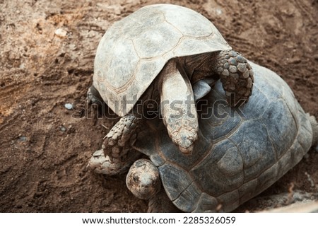 Two small smiling tortoise friends playing on a sand close-up. Couple of turtles mating and climbing on each other at zoo